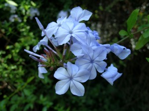 Blue Flower Berkeley