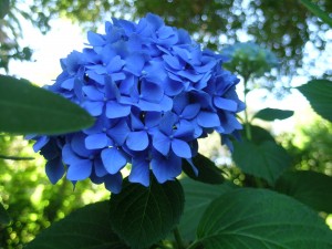 Blue Flower Palo Alto (13)