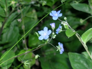 Blue Flower Palo Alto (21)