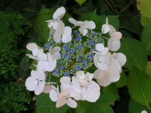 Blue Flower Palo Alto (6)