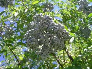 Blue Fruits Portola Valley