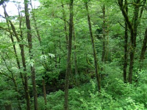 Columbia River Gorge Oregon (1)