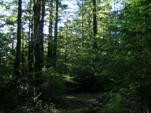 Puriaima Creek Redwoods (1)