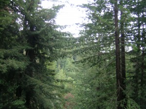 Puriaima Creek Redwoods (2)