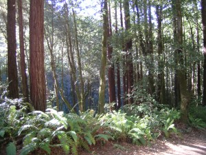 Purisima Creek (1)