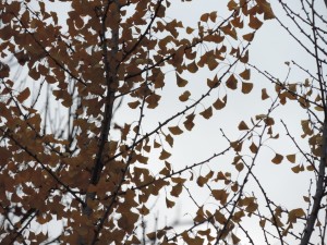 Autumn 2015 Ginkgo (2)