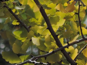 Autumn 2015 Ginkgo