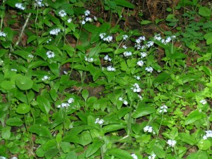 Blue Flowers (1)