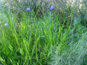 Blue Flowers