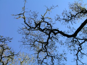 Branches of Trees