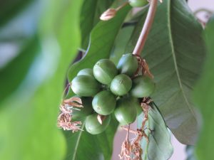 Coffee Berries