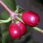 Coffee Berries (4)