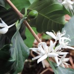 Coffee Plant (1)