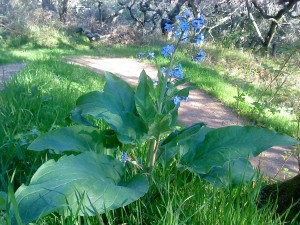 Cynoglossum Grande (1)