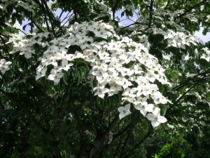 Dogwood (1)