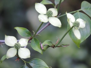 Dogwood Tree (2)