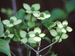 Dogwood Tree