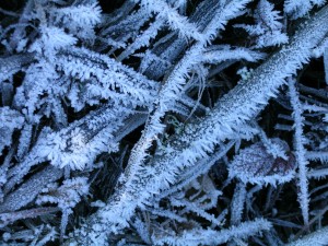 Frost (1)