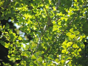 Ginkgo Autumn 2016 (1)