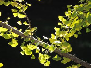 ginkgo-autumn-2016-3