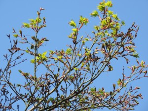 Japanese Maple (1)