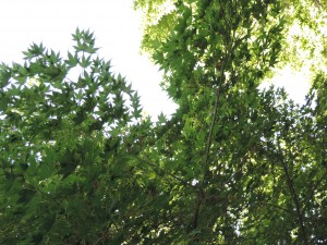 Japanese Maple June 1 2014