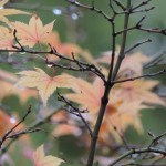 Japanese Maple Winter (1)