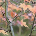 Japanese Maple Winter (2)