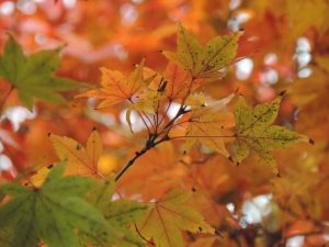 japanese-maple-winter-2016-1