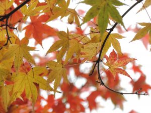 japanese-maple-winter-2016-2