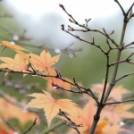 Japanese Maple Winter (3)