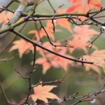 Japanese Maple Winter (4)