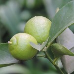 Lime Fruits (2)