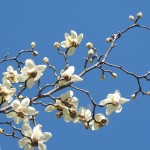 Magnolia (2)