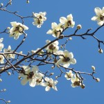 Magnolia (3)