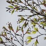 New Leaves (1)