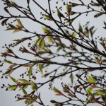 New Leaves (2)