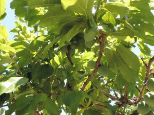 Plum Tree