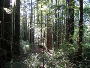 Puriaima Creek Redwoods (2)