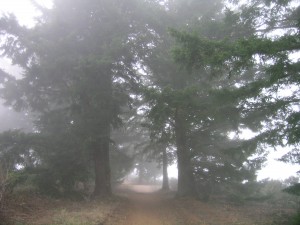 Puriaima Creek Redwoods (3)