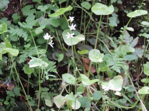 Spring Wildflower (1)