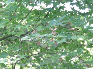 Summer 2015 Japanese Maple