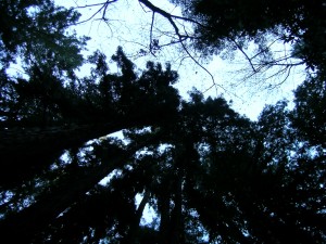 Trees to the Blue Sky