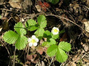 Wild Strawberries