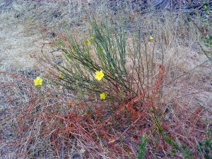 Wild Yellow Flowers