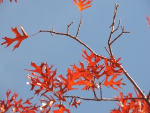 Oak Leaves