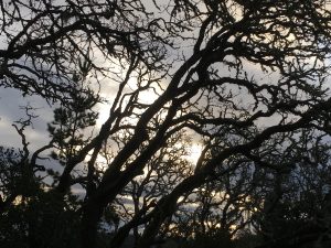 Live Oak Tree Winter