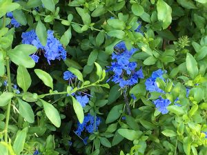 Plumbago Auriculata