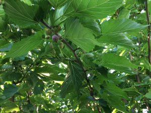 Mulberry Fruit Summer